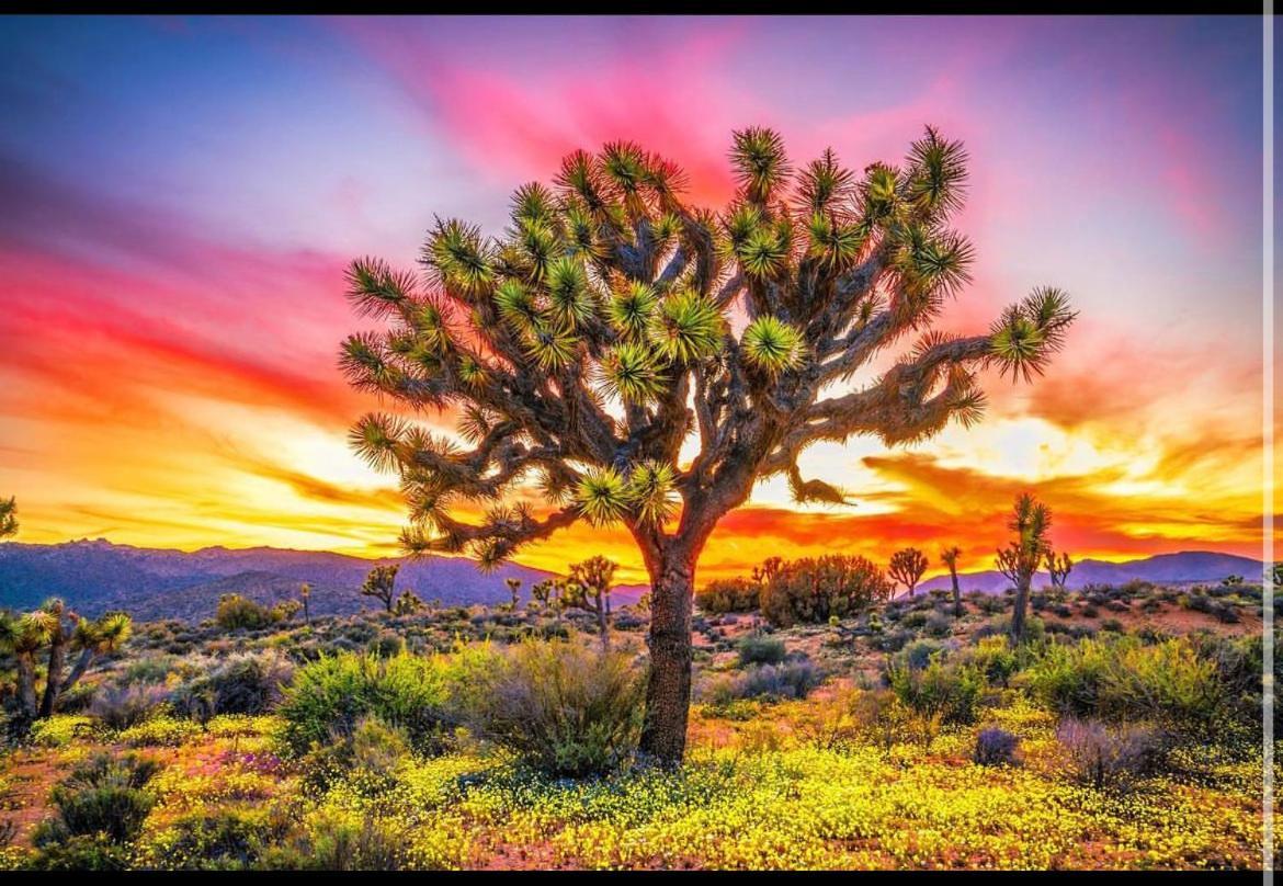 Desert Dreamer Yucca Valley Bagian luar foto